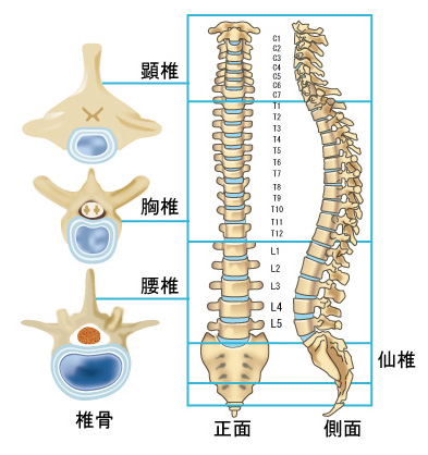 背骨のしくみ